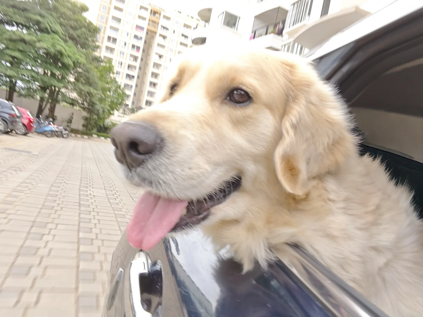 Louie, Aarush's white Golden Retriever, looking out of a car window.